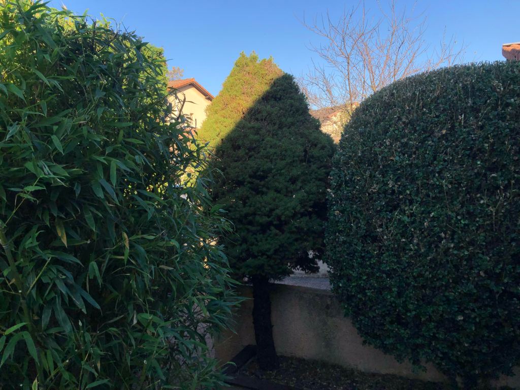 Arbres et buissons taillés